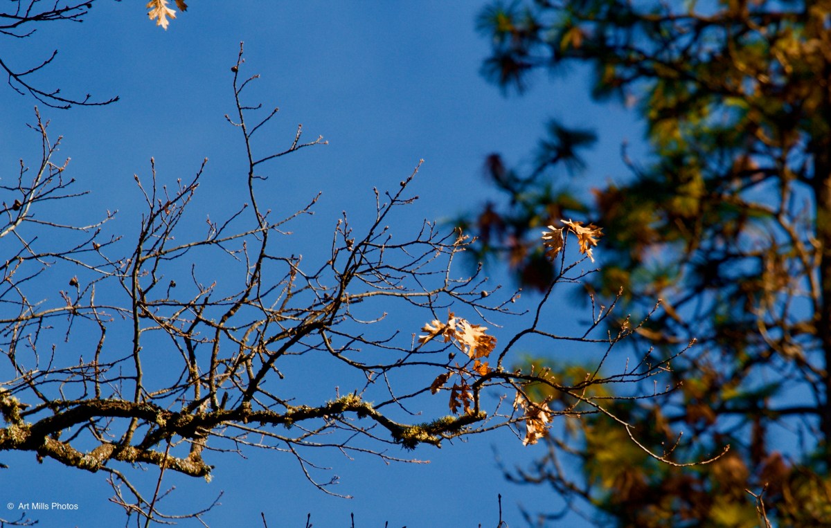 Another Walk in the&nbsp;Park