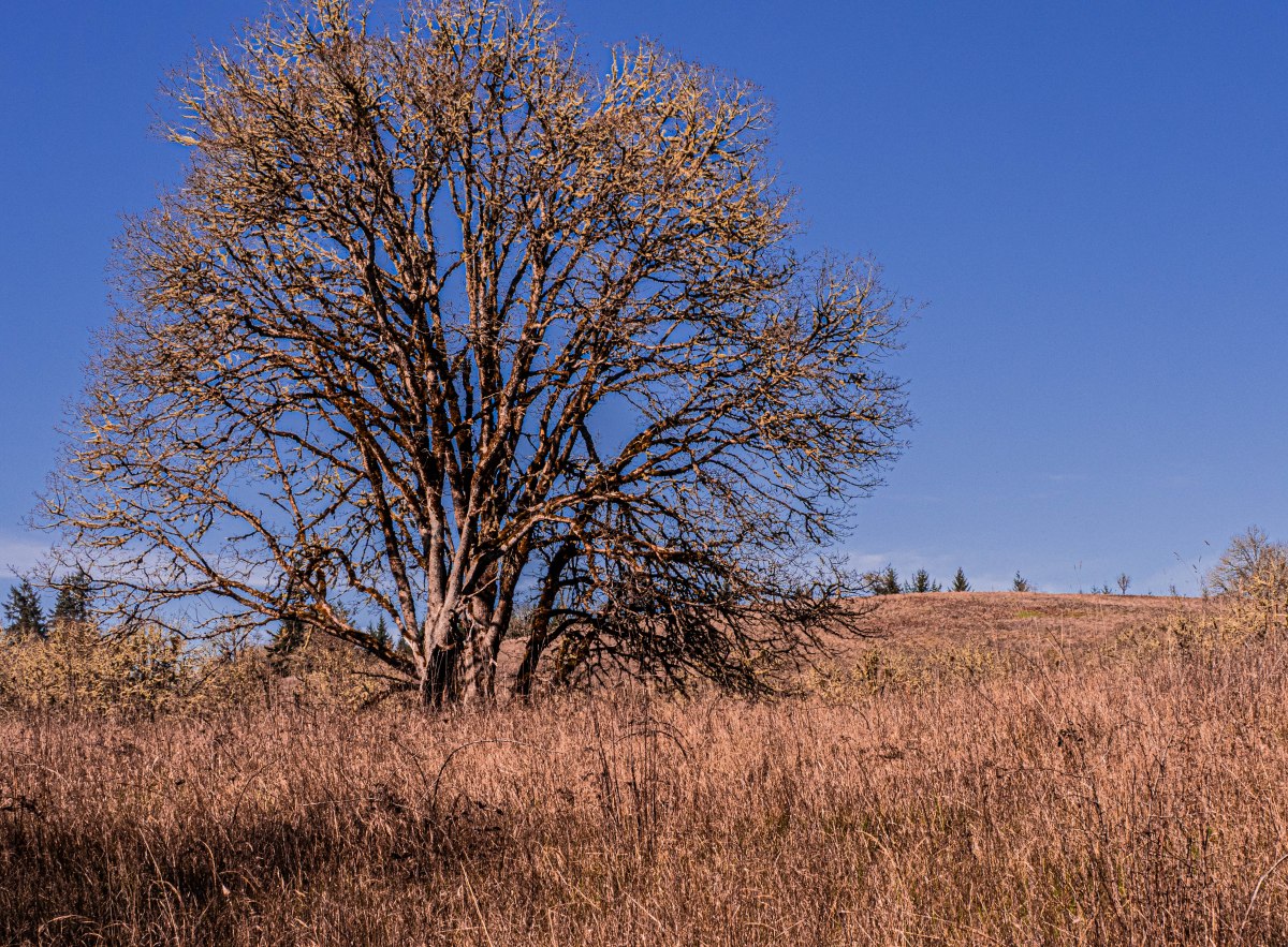 Wildlife Walking